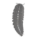 American Carrion Beetle larva - Necrophila americana-larva