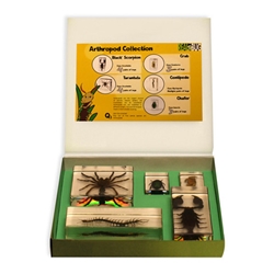 Arthropod Collection set, 5pcs, with Instruction 