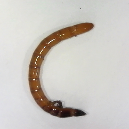 Click Beetle Larva