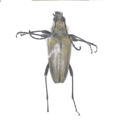 Flower Longhorn Beetle - Lepturobosca sp.