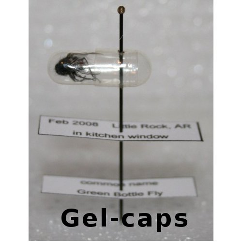 Gelatin Capsules - bottle of 30 