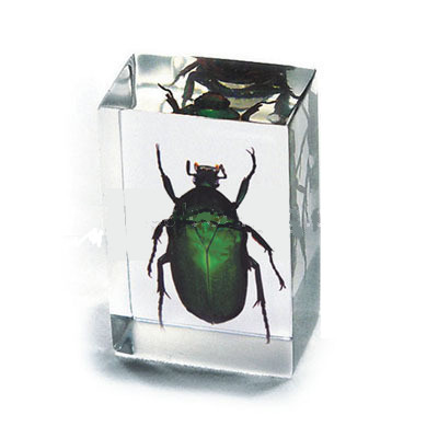 Green Chafer Beetle 