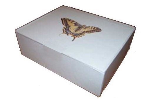 Insect Storage Box 