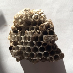 Paper Wasp Nest Paper Wasp nest, Polistes nest, Vespidae, School insect collection
