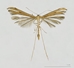 Plume Moth - Pterophoridae_1