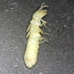 Subterranean Termite Worker