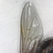 Syrphid Fly Cheilosia sp. forewing
