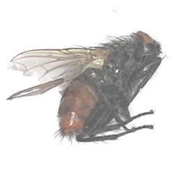 Tachinid Fly 