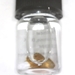 pstephenidae - Water Penny Beetle Larva in a 1/2 dram glass vial