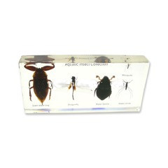 aquatic insect collection (6 1/2 x 3 x 1 in) 