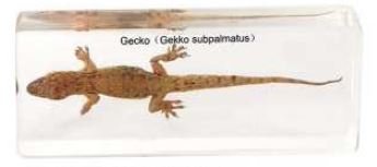 Gecko ( 4 5/8 x 1 5/8 x 3/4 in) 