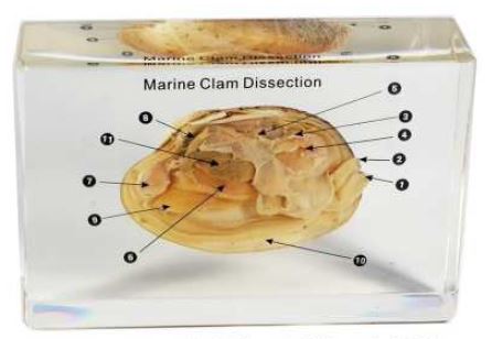 marine clam (5 1/4 x 3 1/2 x1 1/2 in ) 