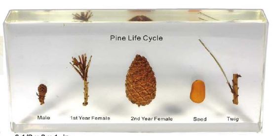 Pine Lifecycle (6 1/2 x 3 x 1 in ) 