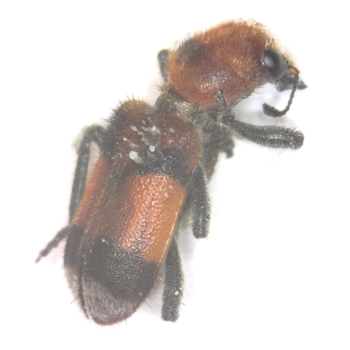 Orange-banded Checkered Beetle - Enoclerus ichneumoneus