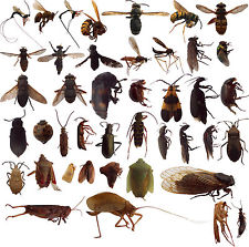 Entomology Insect Kit -75 INSECTS- 16 to 18 different Orders 