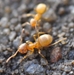 Cornfield Ant or Citronella Ant - Lasius sp.